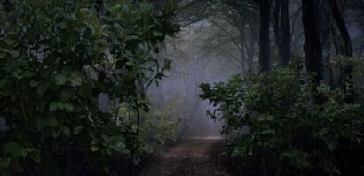 In the Woods - a Digital Art Artowrk by Anna Radzimska